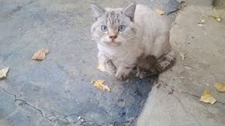 В Перми хозяева выставили за дверь кота с отнимающимися лапами, вот каким он стал в любящей семье