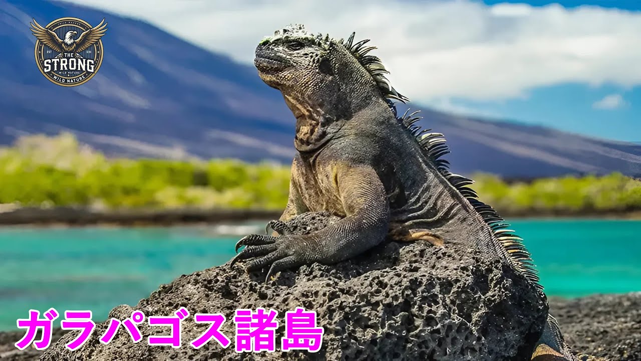 Galapagos Islands | A Unique World of Wildlife - Wildlife