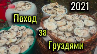 видео: Поход за грибами. Много Белых Груздей. Вкуснейший Гриб для засолки. Мы их собираем, а они всё лезут. картинка: Поход за грибами. Много Белых Груздей. Вкуснейший Гриб для засолки. Мы их собираем, а они всё лезут.
