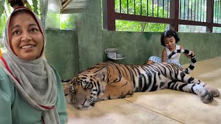 Sleeping Tiger Vs Ayra.. Pami Scared..
