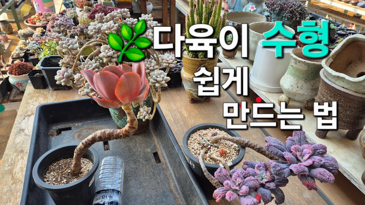 🌵 다육이 수형 쉽게 만드는 법 - YouTube