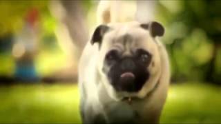 Download Lagu Doritos Advert featuring Dog running and knocking down door MP3