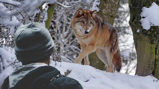 🐺 /НЕОЖИДАННАЯ ВСТРЕЧА С ВОЛКОМ / СЛУЧАЙ В ТАЙГЕ/