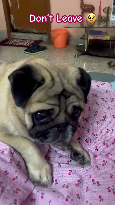 Stay With Me 🥹🎀 #shorts #love #pug #cute #pets #dogshorts #subscribe #share #foryou #viral