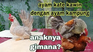 penasaran hasil kawin silangan ayam kate vs ayam kampung😁