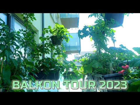 Balkon Tour 2023 Co Pěstuji Na Balkoně