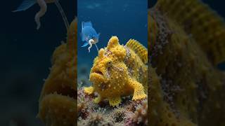 Frogfish Swallows Prey Whole #FrogfishAmbush #UnderwaterHunter #DeepSeaPredator #CamouflageMaster
