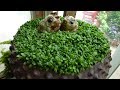 魔法DIY種子盆栽 - 第二集 ( DIY Taiwan Bonsai Tree Seeds Ep.2 English SUB CC )