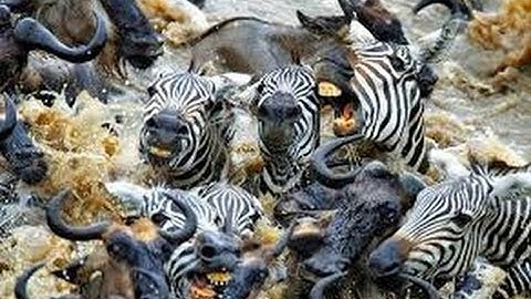 ARK Survival Evolved - The Great Migration.