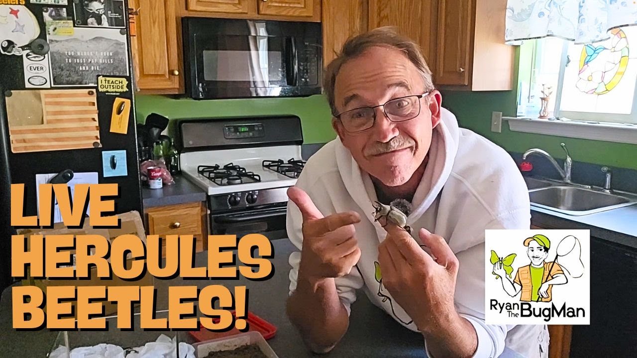 Unboxing LIVE Hercules Beetles | Male & Female Western Hercules Beetles from Utah