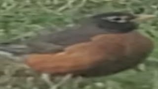 fat ass robin eats worm and takes a shit