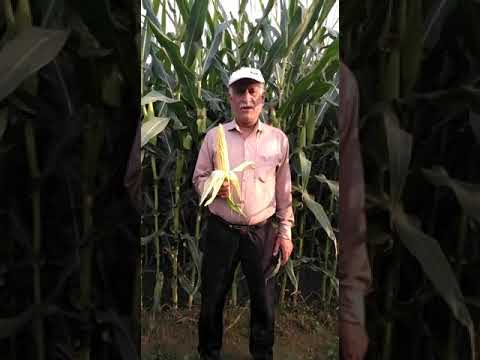 شرکت توسعه کشت ذرت خوزستان