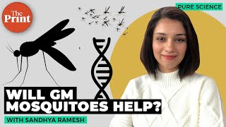 Why are scientists genetically modifying mosquitoes?