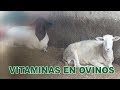 VITAMINAS EN OVINOS