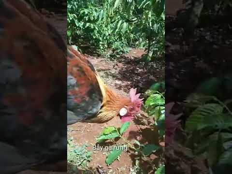 Video cách bẫy gà rừng - youtube