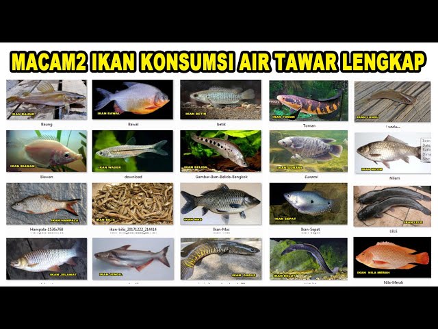 MACAM - MACAM IKAN KONSUMSI AIR TAWAR, LENGKAP class=