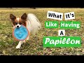 What It's Like to Have a Papillon // Percy the Papillon Dog の動画、YouTube動画。