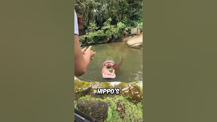 She Finally Got the Watermelon In the Hippos Mouth But Then This Happened (📷 : @inibabyyaja)