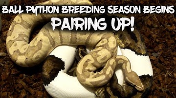 Ball Python Breeding Season Begins: Pairing Up!