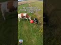 He Asked A Cow To Play… And She Actually Did 😂🐄 #shorts #AustralianShepherd #Wholesome