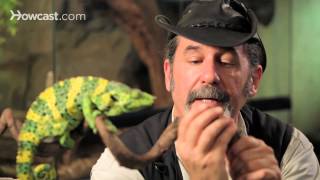 Facts about Meller's & Pygmy Chameleons | Pet Reptiles