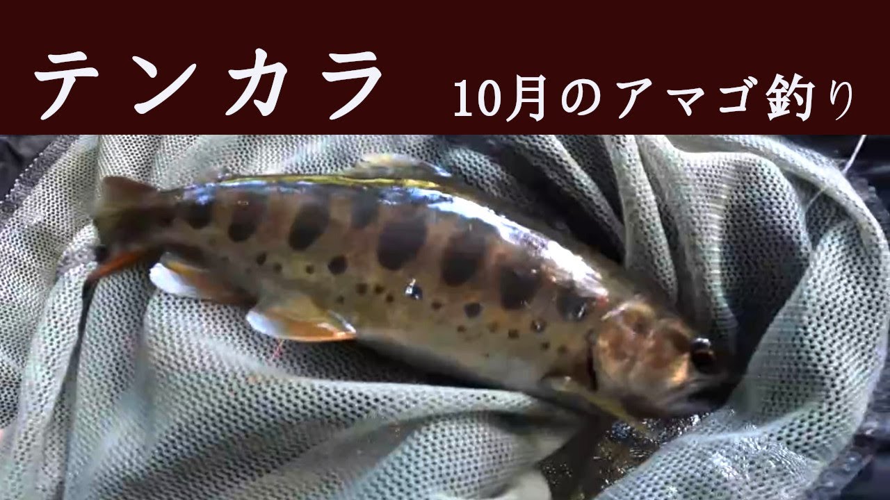 テンカラ 10月のアマゴ釣り 伊豆 河津編 Youtube