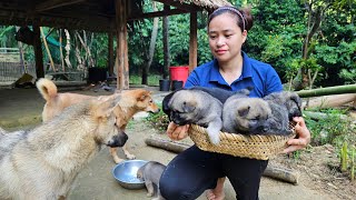 LU Has Given Birth To 5 Puppies - Gardening - Cooking - Lý Thị Ca