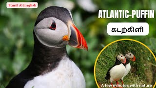 Atlantic-puffin | கடற்கிளி | பஃபின் | Tamil & English