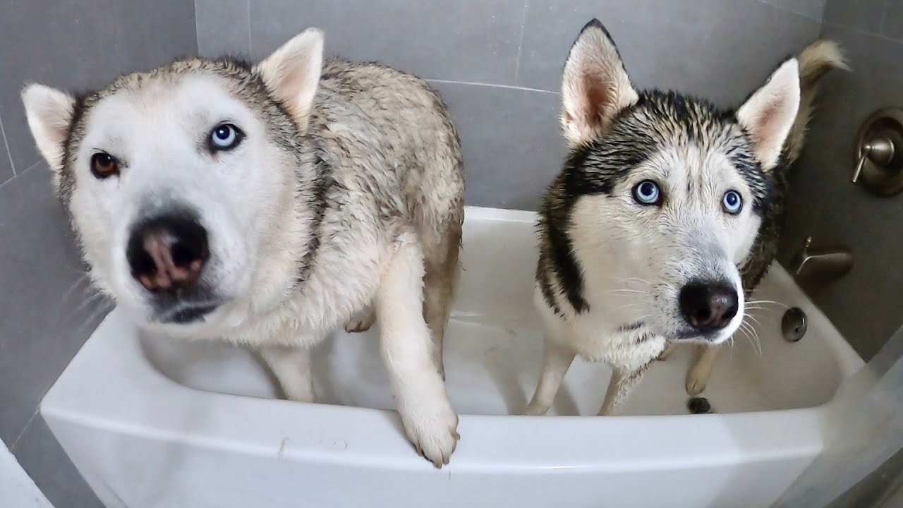 What Bathing My Two Huskies Looks Like.. (HILARIOUS!) YouTube