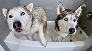 What Bathing My Two Huskies Looks Like.. (Hilarious!)