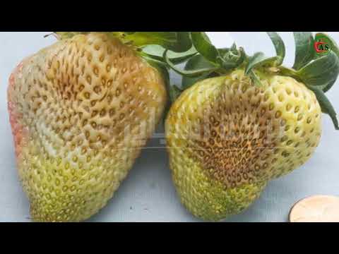 كل ما يخص زراعة محصول الفراولة واهم الأفات الفطرية وطرق الوقاية والعلاج