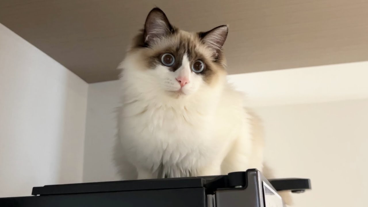 【ライブ】とうとう登るようになってしまいました