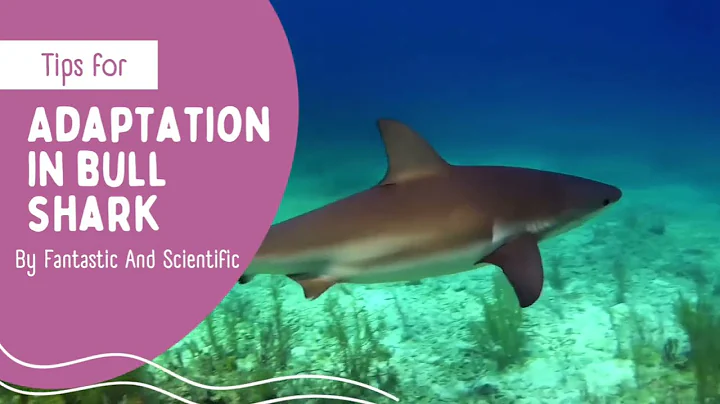 Adaptation In Bull Shark | Adaptation In Animals | Science For Kids | Science Adaptation For Grade 4