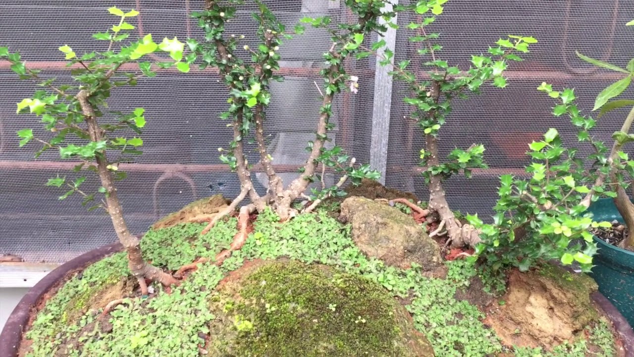 For beginners Chinese Holly Bonsai Manila YouTube