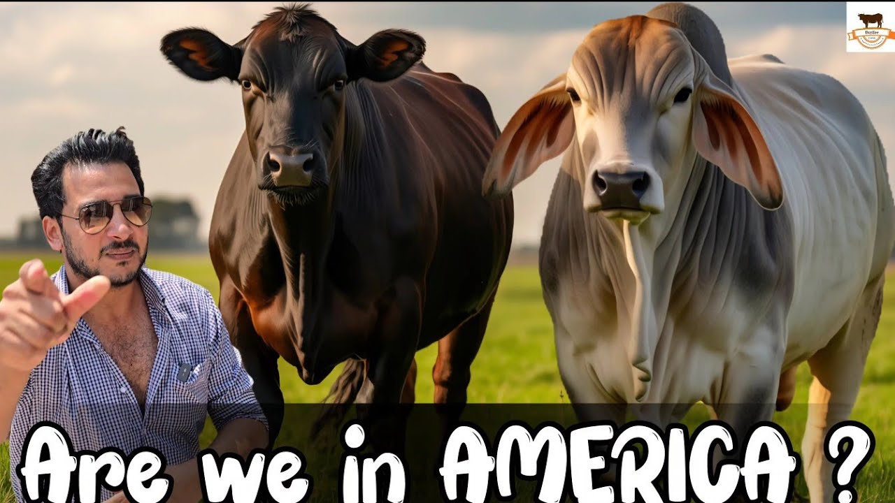 Dayzee Farms - Pedigree AMERICAN most expensive Bloodline now IN PAKISTAN 😱 at reasonable prices !!