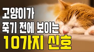 고양이가 죽기전에 보내는 이별의 신호 10가지