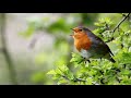 Малиновки заслышав голосок.../Robins hearing the voice...