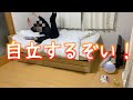 G対策/カビ予防/ベッドフレーム組み立て【一人暮らし社会人男子の日常】
