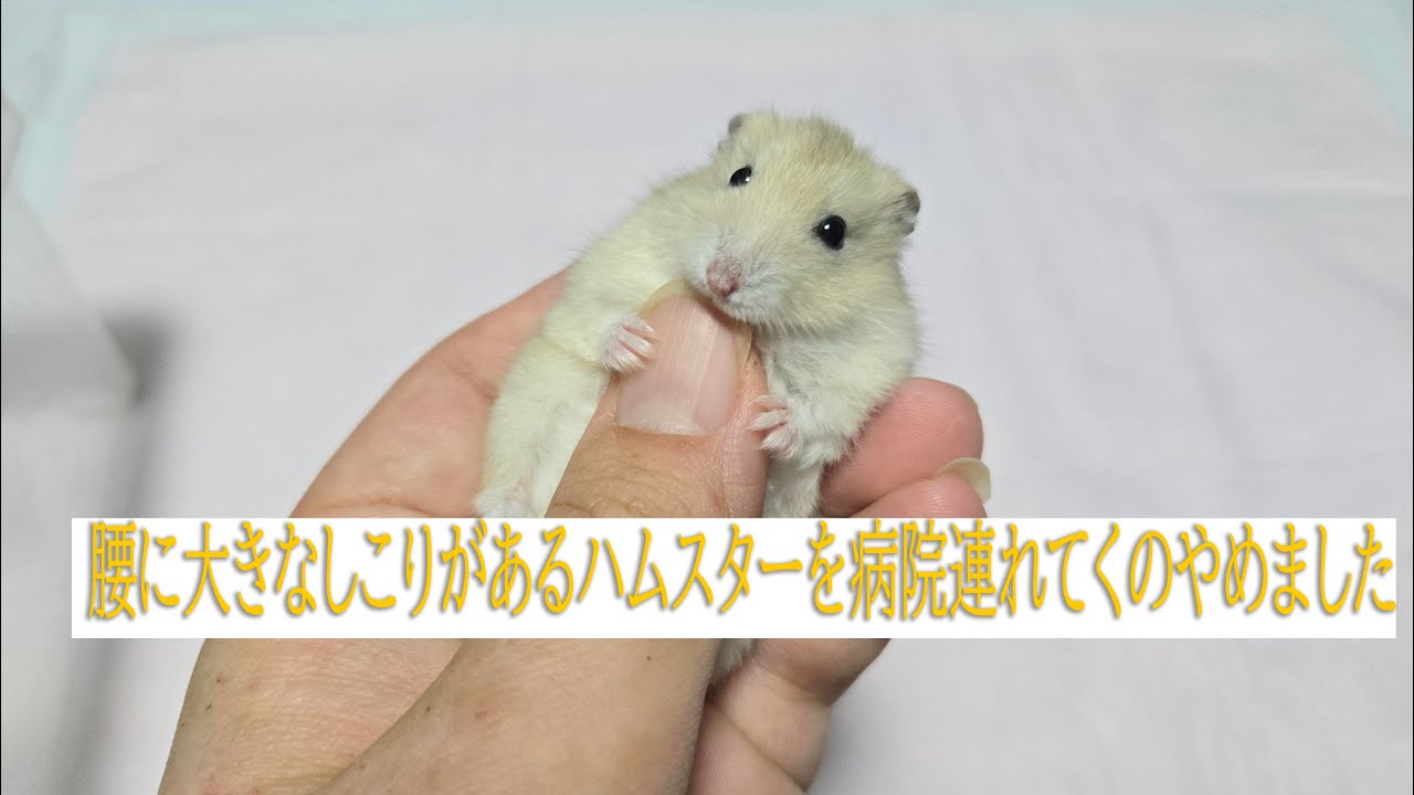 I stopped taking my hamster to the hospital because he had a big