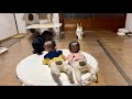 【猫と双子の赤ちゃん】ついに猫たちが“赤ちゃん側”につき始めました。