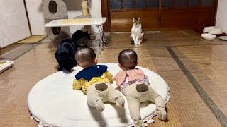 【猫と双子の赤ちゃん】ついに猫たちが“赤ちゃん側”につき始めました。