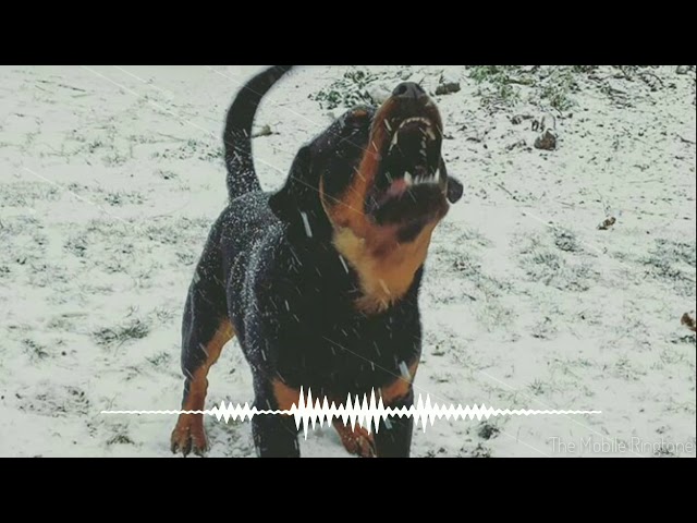 🎼Dog Barking Sound | Dog Sound Effect _ by the mobile ringtone class=