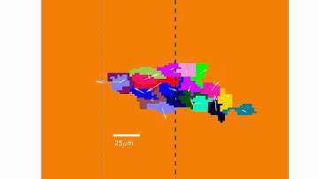 Simulation of Collective Chemotaxis