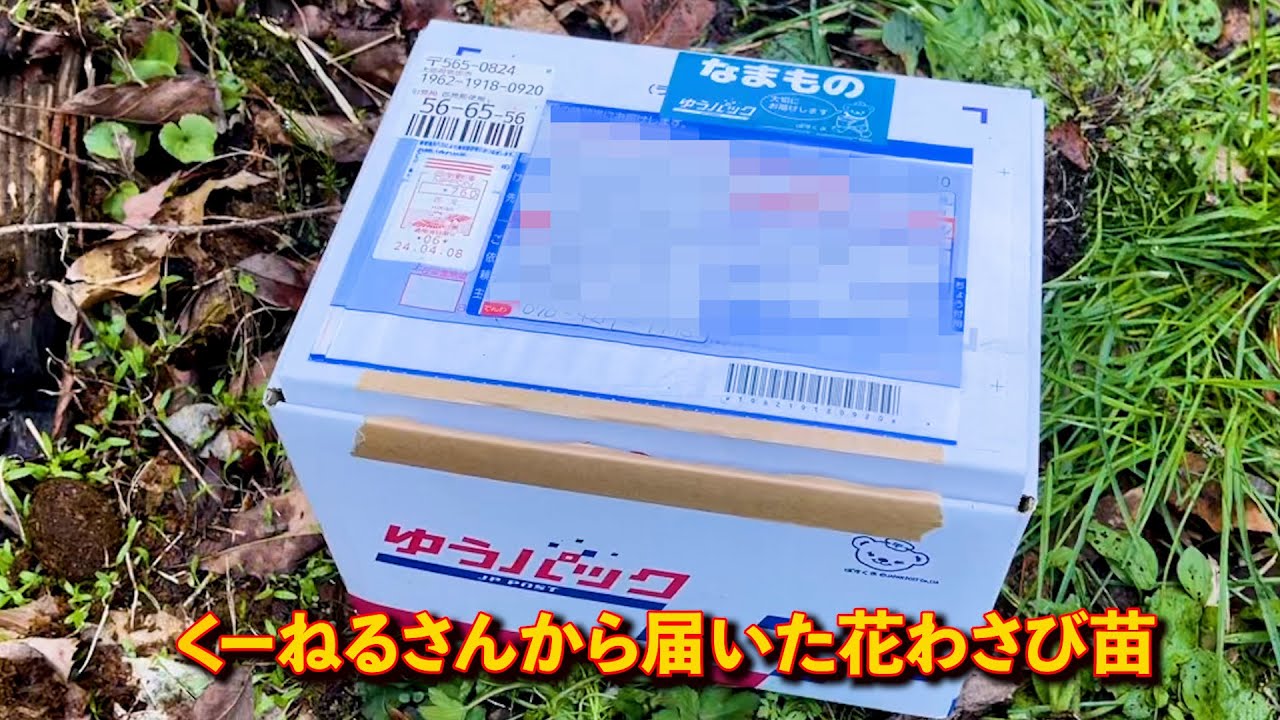 花わさびの苗が届いて、 花わさびの畑を作りました - YouTube