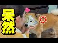娘に好き放題され、あからさまに嫌な顔をする柴犬www