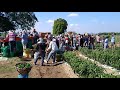 cargando los chiles en villa unión sinaloa México