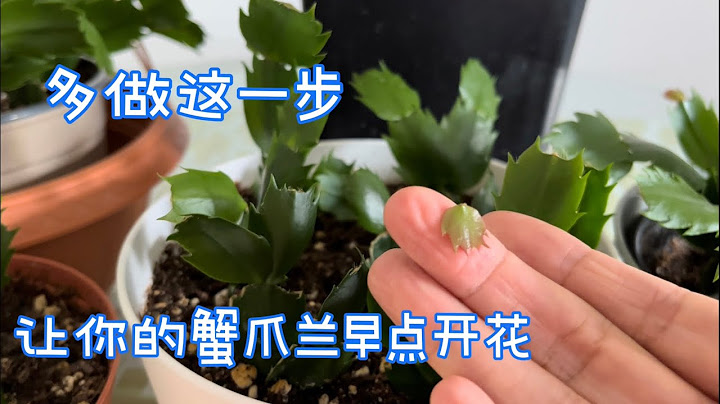 蟹爪蘭為什麼不開花？提前預防，做到這三點，開花不愁。【莎拉養花】 - 天天要聞