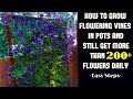 Grow Flowering Vines in Pot And Still Get 200+ Flowers Daily Grow Flowering Vines in Pot And Still Get 200+ Flowers Daily