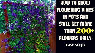 How to grow flowering vines in pots and still get lots of blooms-easy
tips -vine name -jacquemontia(skyblue clustervine, pentantha)daizz's
tip:-many compact ...