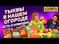 ТЫКВА и УХОД ЗА НЕЙ – Новинки Сортов Тыквы